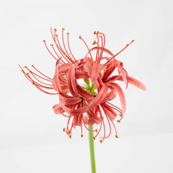 Kunstbloem real touch amaryllis koraal